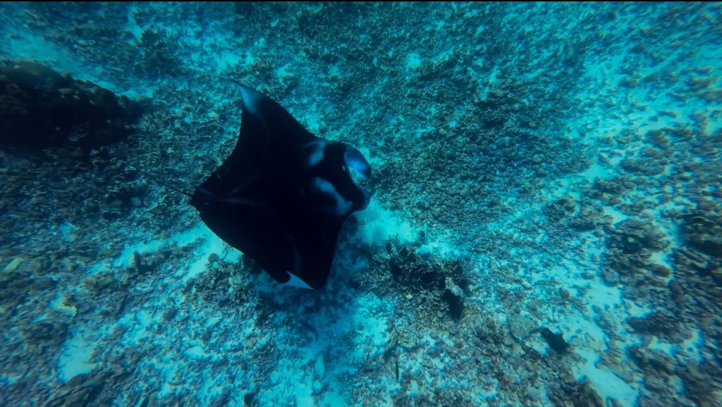 Manta raya en Komodo island, Indonesia